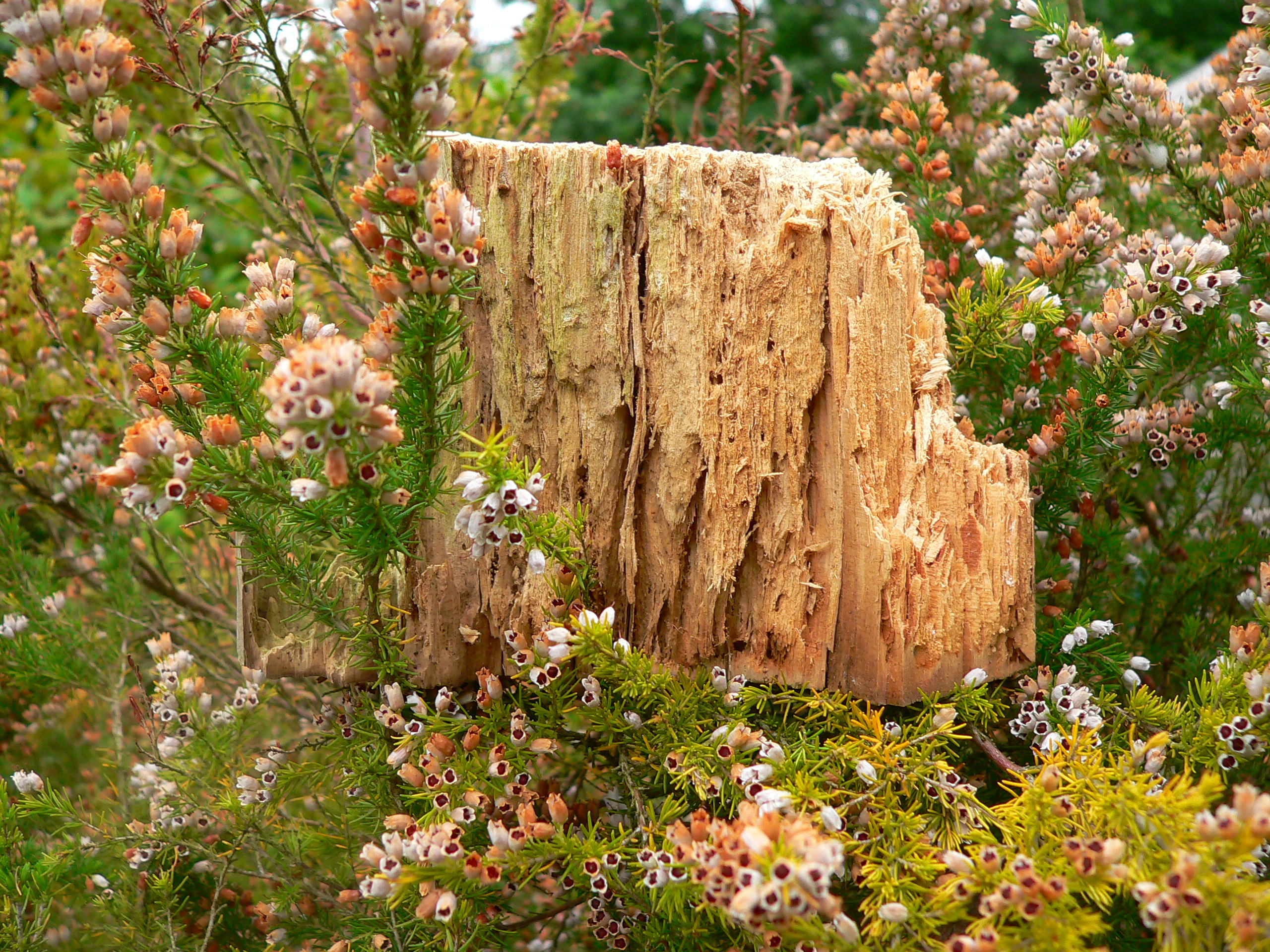 Unknown Celebrations: A Macabre Act