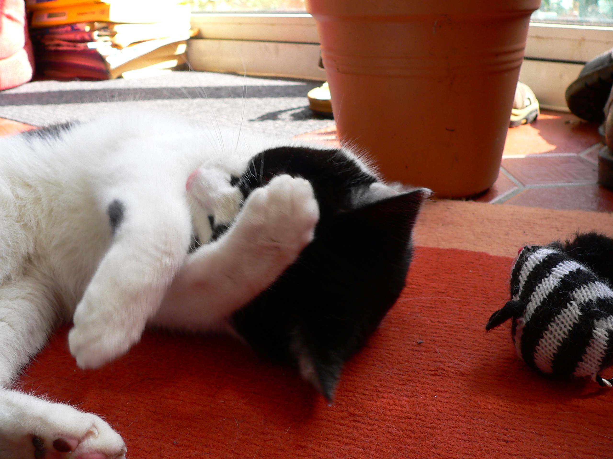 Five o’clock Shadow